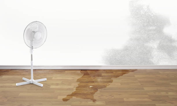 Best Mold removal after water damage  in Bee Cave, TX